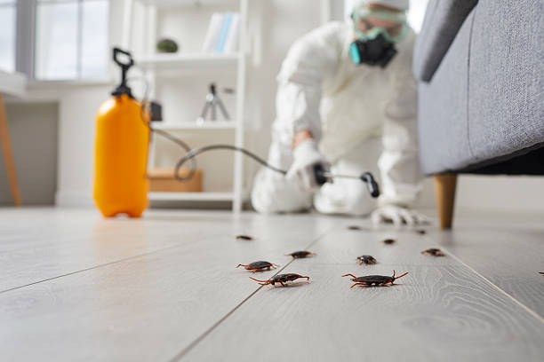 Commercial Kitchen Cockroach Control in Lawton
